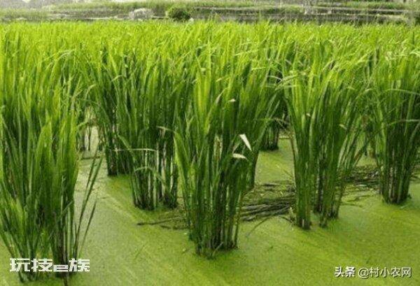茭白在农村叫什么名字(茭白的特点以及高产的栽培技术)-图片7
